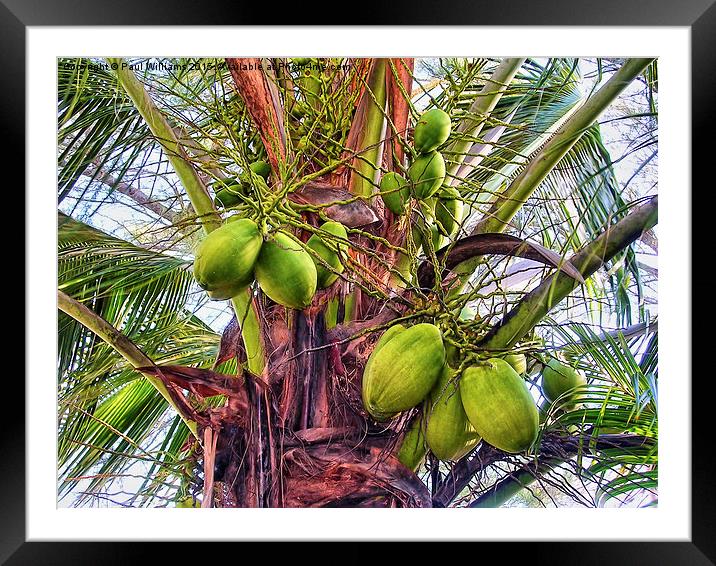 Palm Coconuts Framed Mounted Print by Paul Williams