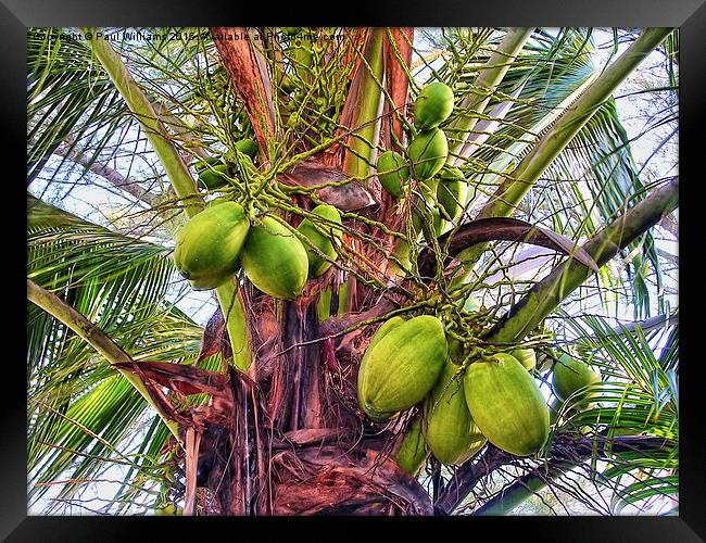 Palm Coconuts Framed Print by Paul Williams