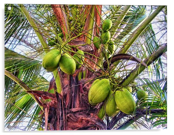 Palm Coconuts Acrylic by Paul Williams