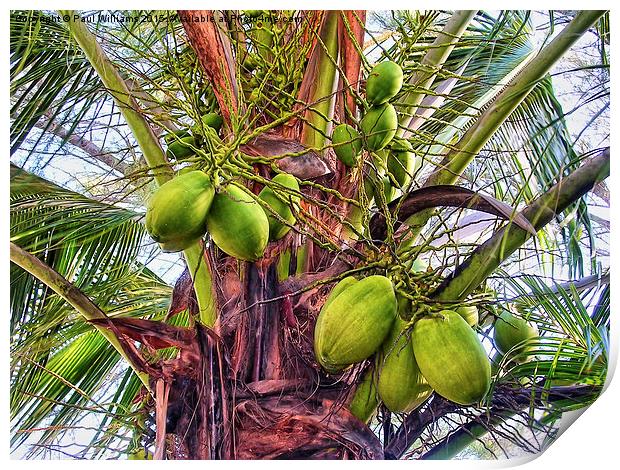 Palm Coconuts Print by Paul Williams