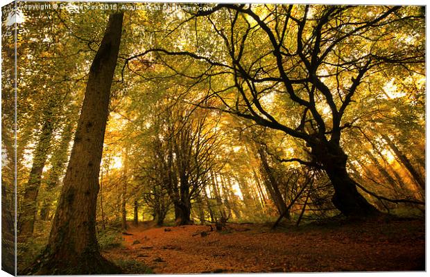  Woodland walk in autumn mist Canvas Print by Debbie Cox