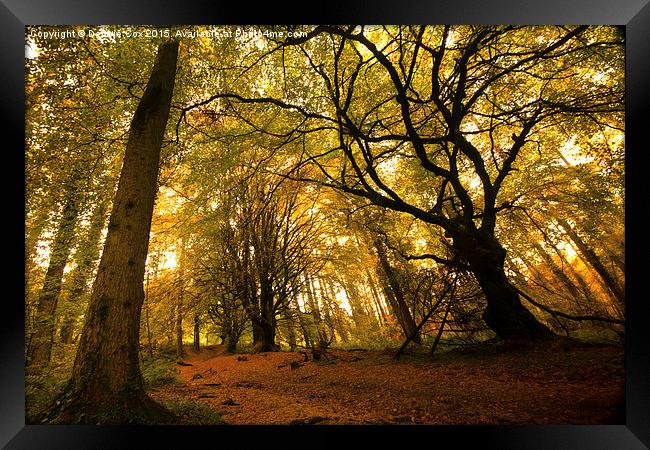  Woodland walk in autumn mist Framed Print by Debbie Cox