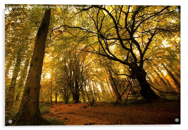  Woodland walk in autumn mist Acrylic by Debbie Cox