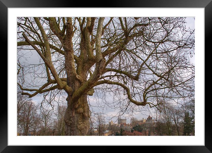 Wild Old Tree Framed Mounted Print by Chris Day