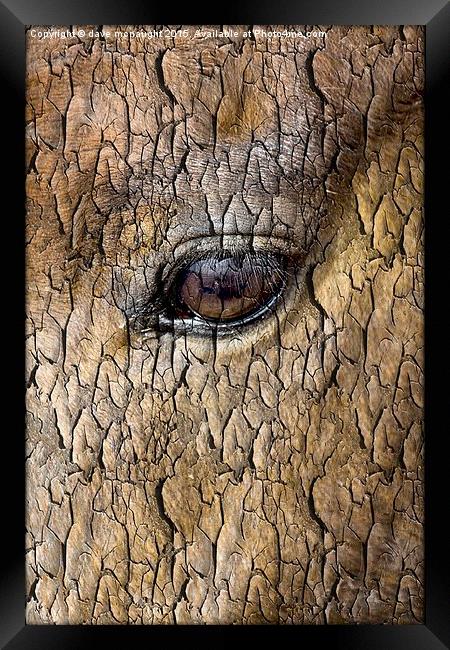  Tree Watching Framed Print by dave mcnaught
