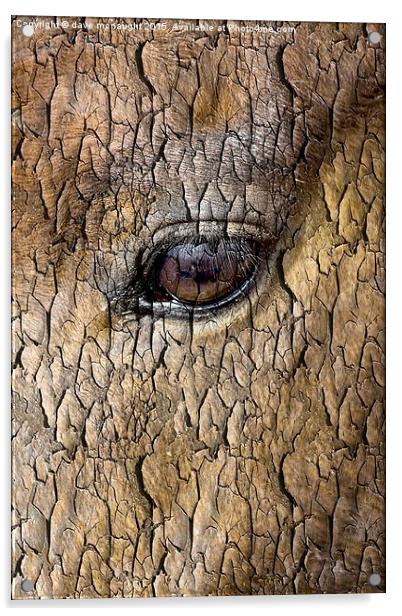  Tree Watching Acrylic by dave mcnaught