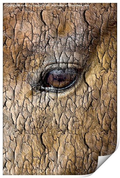  Tree Watching Print by dave mcnaught
