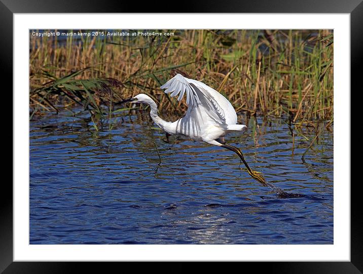  Little Egret Taking Off Framed Mounted Print by Martin Kemp Wildlife