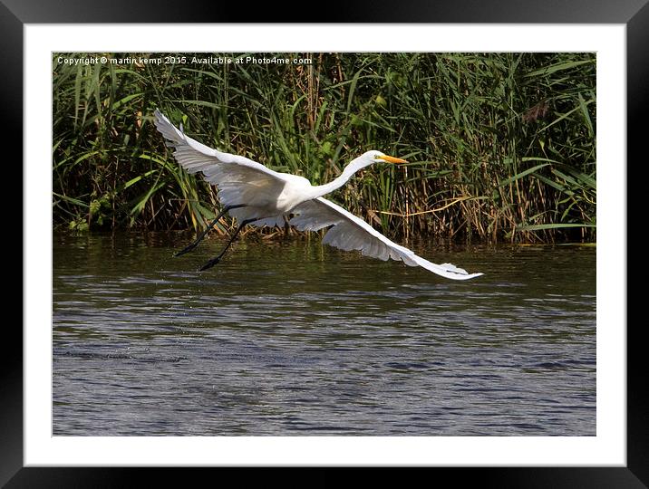 Great White Egret in Flight  Framed Mounted Print by Martin Kemp Wildlife