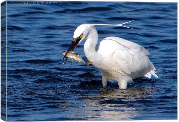 Little Egret With Fish  Canvas Print by Martin Kemp Wildlife