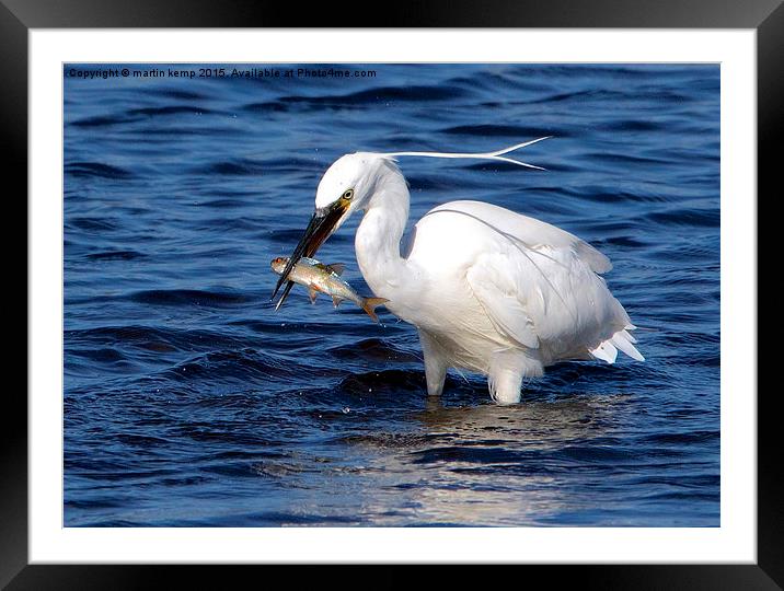 Little Egret With Fish  Framed Mounted Print by Martin Kemp Wildlife