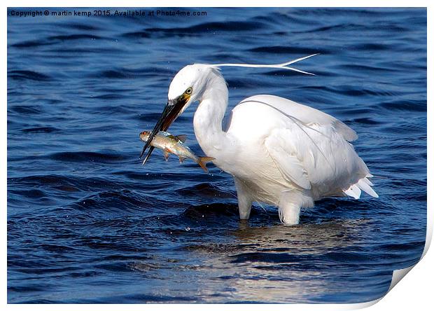 Little Egret With Fish  Print by Martin Kemp Wildlife