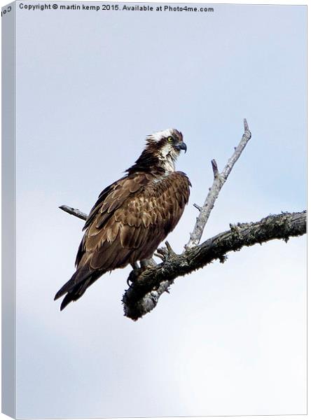 Osprey On Branch  Canvas Print by Martin Kemp Wildlife