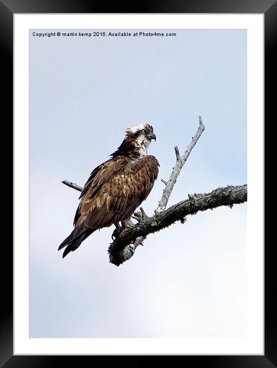 Osprey On Branch  Framed Mounted Print by Martin Kemp Wildlife
