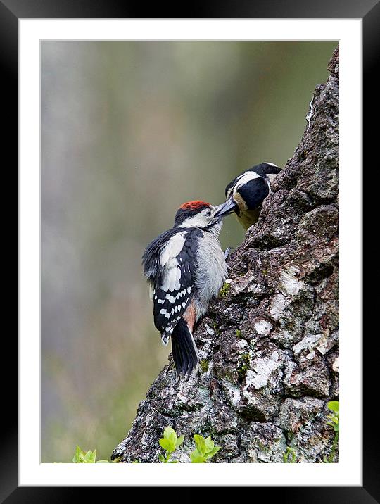 Mum Feeding Juvenile Woodpecker  Framed Mounted Print by Martin Kemp Wildlife