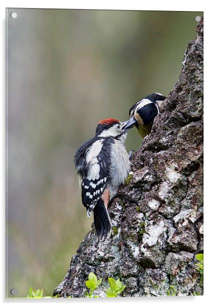Mum Feeding Juvenile Woodpecker  Acrylic by Martin Kemp Wildlife