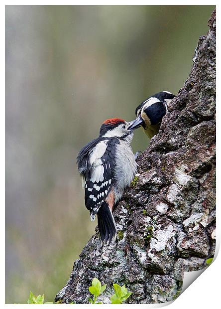 Mum Feeding Juvenile Woodpecker  Print by Martin Kemp Wildlife