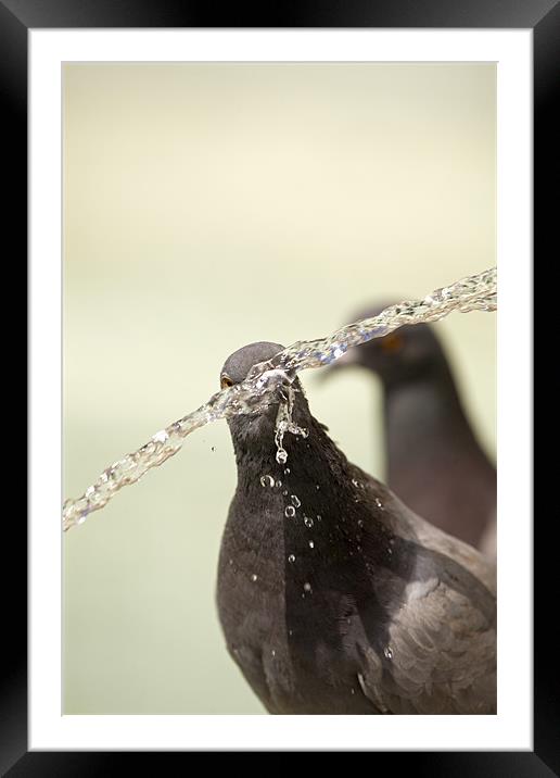 Thirsty! Framed Mounted Print by Ian Middleton
