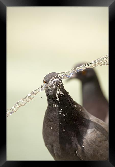 Thirsty! Framed Print by Ian Middleton