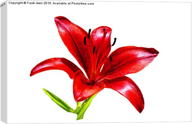  A beautiful Red Lily in all its glory Canvas Print by Frank Irwin