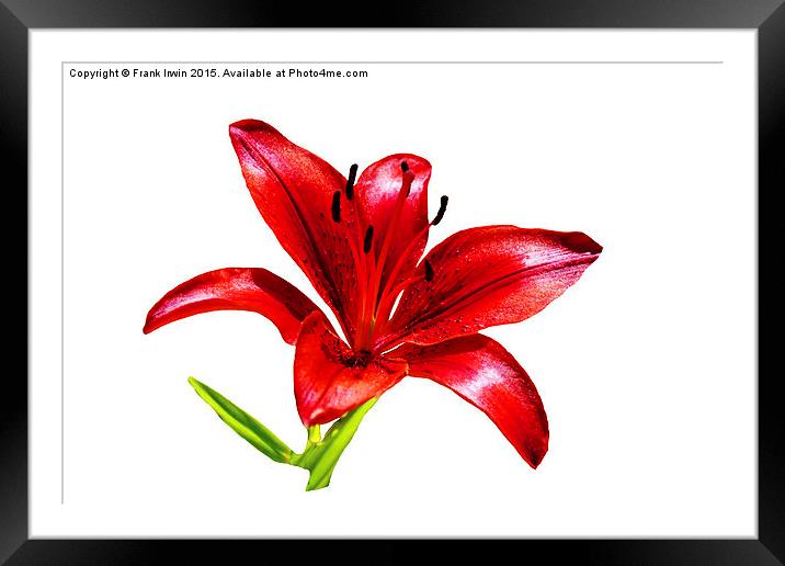  A beautiful Red Lily in all its glory Framed Mounted Print by Frank Irwin
