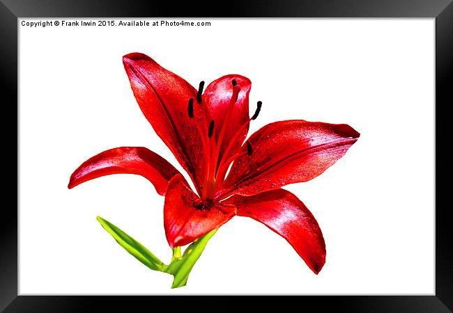  A beautiful Red Lily in all its glory Framed Print by Frank Irwin