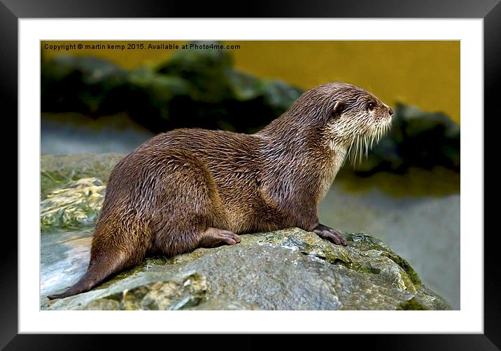 Otter on the Rocks  Framed Mounted Print by Martin Kemp Wildlife