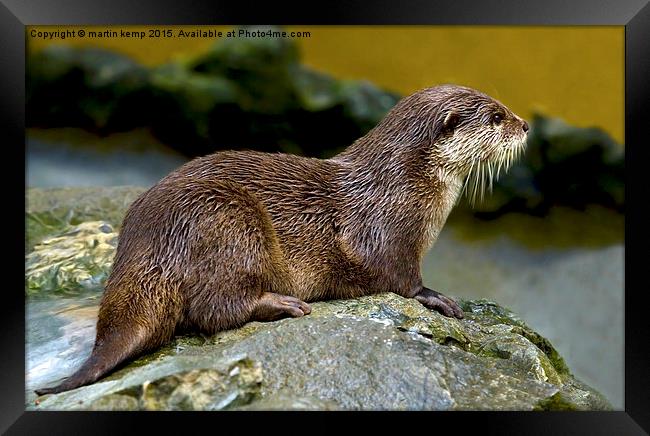 Otter on the Rocks  Framed Print by Martin Kemp Wildlife
