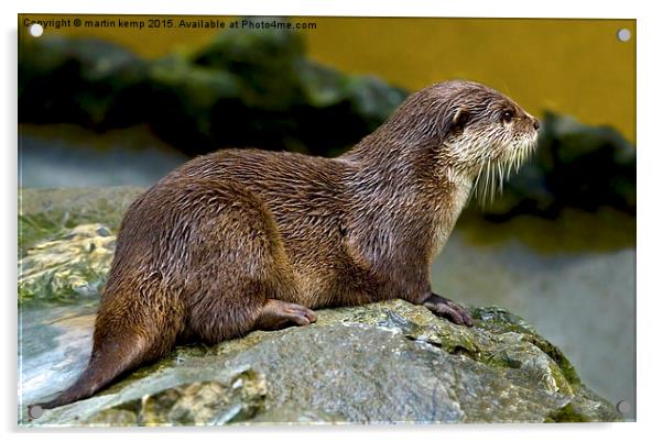 Otter on the Rocks  Acrylic by Martin Kemp Wildlife