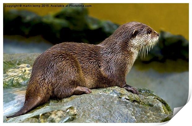 Otter on the Rocks  Print by Martin Kemp Wildlife