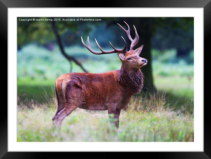 Red Deer Stag  Framed Mounted Print by Martin Kemp Wildlife