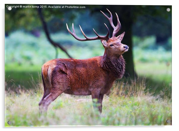 Red Deer Stag  Acrylic by Martin Kemp Wildlife
