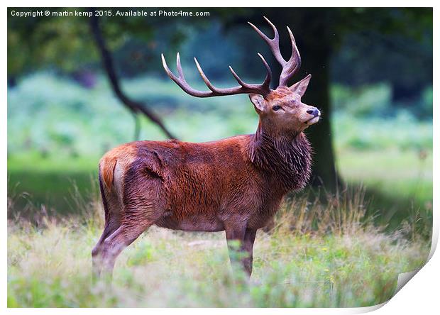 Red Deer Stag  Print by Martin Kemp Wildlife