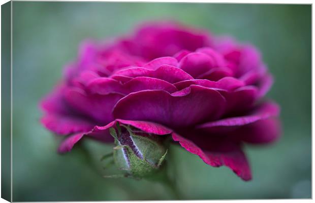 Summer Rose Canvas Print by Andrew Kearton