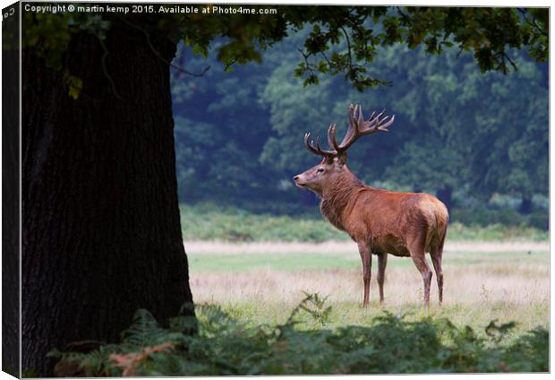Stag in the Park  Canvas Print by Martin Kemp Wildlife