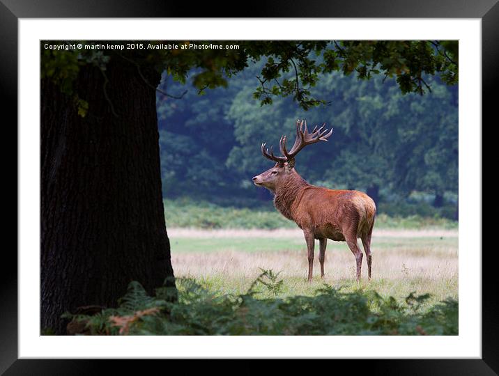 Stag in the Park  Framed Mounted Print by Martin Kemp Wildlife