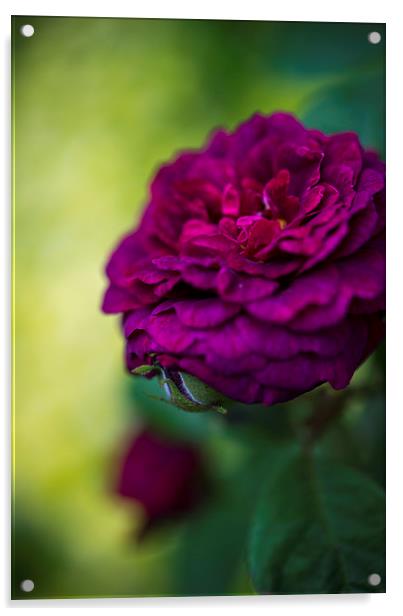  Burgundy rose Acrylic by Andrew Kearton