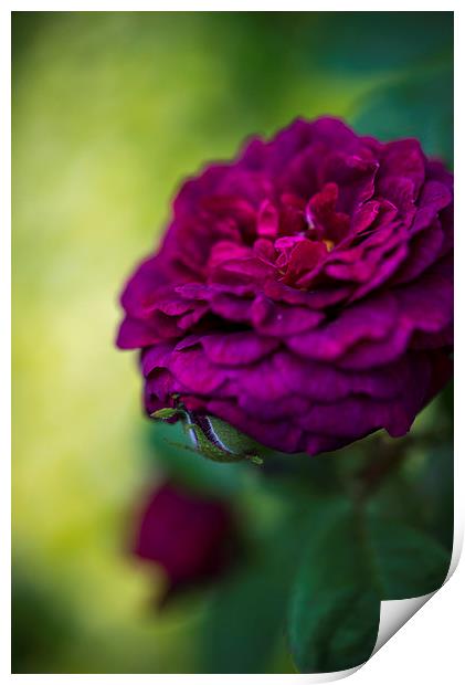  Burgundy rose Print by Andrew Kearton