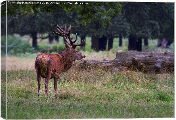 Stag in the Park 2 Canvas Print by Martin Kemp Wildlife