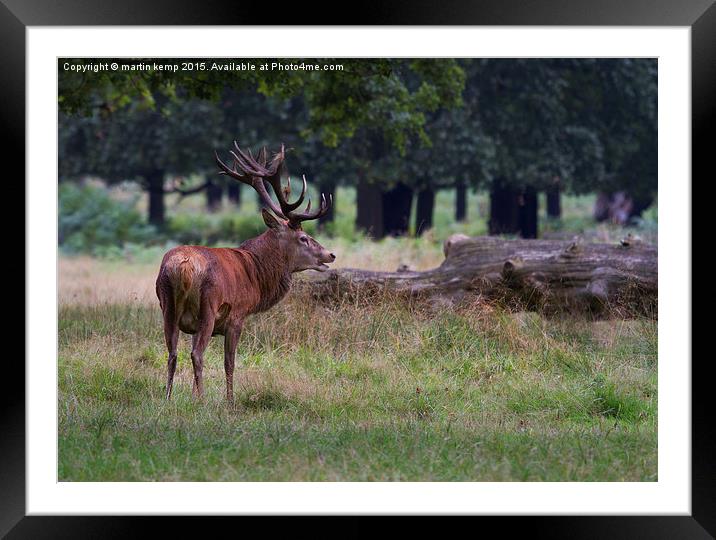 Stag in the Park 2 Framed Mounted Print by Martin Kemp Wildlife
