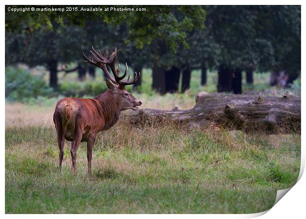 Stag in the Park 2 Print by Martin Kemp Wildlife