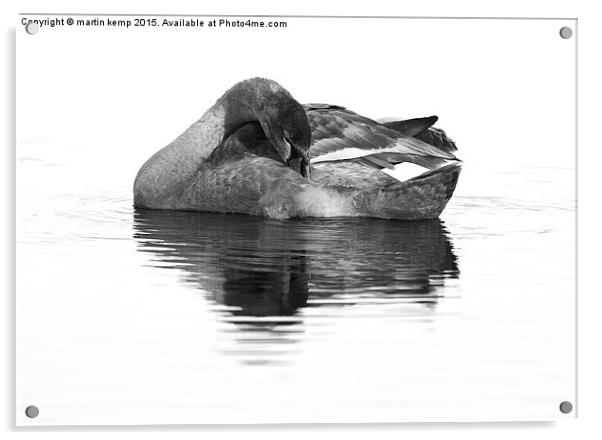 juvenile Mute Swan   Acrylic by Martin Kemp Wildlife