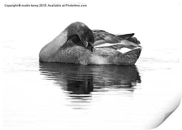 juvenile Mute Swan   Print by Martin Kemp Wildlife