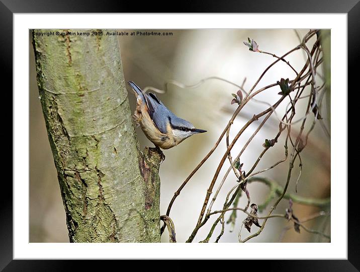 Nuthatch in Tree  Framed Mounted Print by Martin Kemp Wildlife