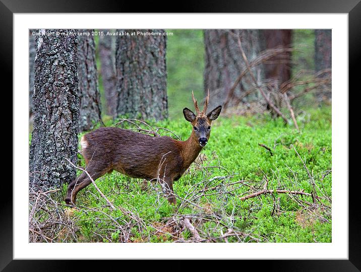 Roe Deer Stag   Framed Mounted Print by Martin Kemp Wildlife