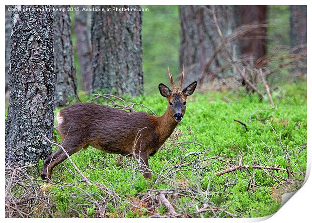 Roe Deer Stag   Print by Martin Kemp Wildlife