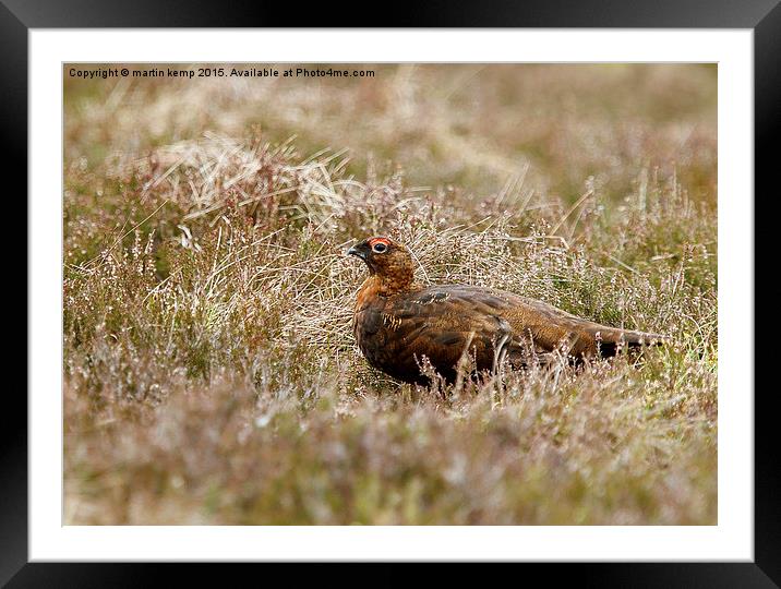 Male Red Grouse  Framed Mounted Print by Martin Kemp Wildlife