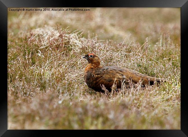 Male Red Grouse  Framed Print by Martin Kemp Wildlife