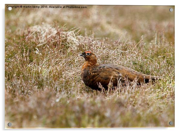 Male Red Grouse  Acrylic by Martin Kemp Wildlife