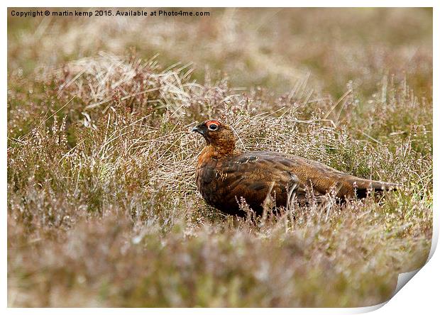 Male Red Grouse  Print by Martin Kemp Wildlife